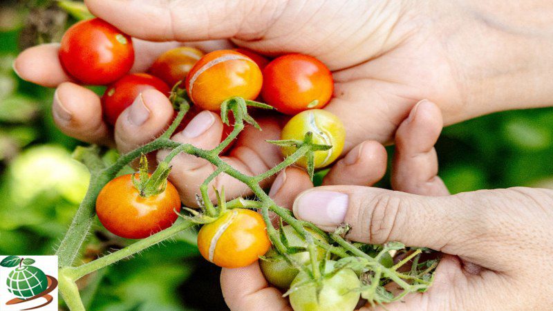 علائم ترک خوردگی گوجه فرنگی