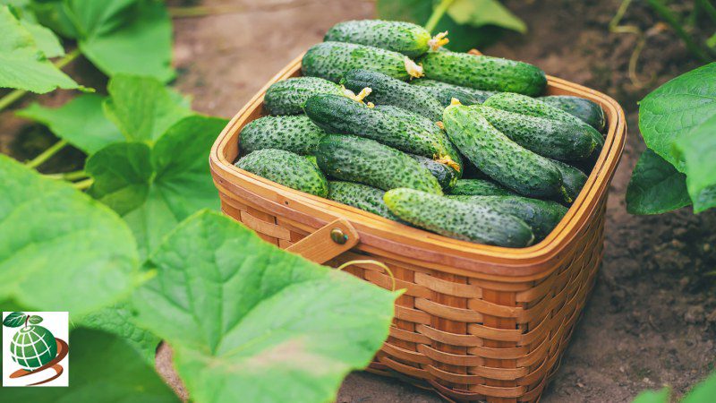 تاثیر کمبود نور خورشید در تلخی خیار