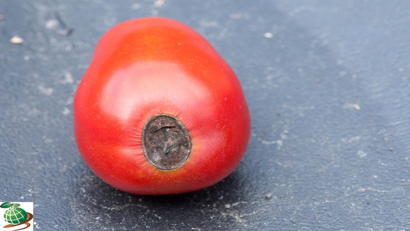 پوسیدگی گلگاه گوجه فرنگی