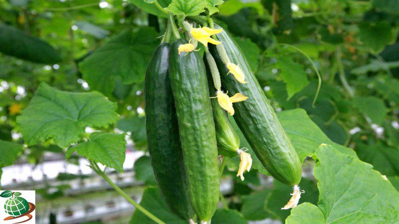 روش های پیشگیری از تلخی خیار