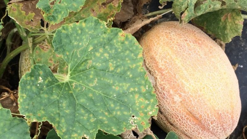 بوته میری در خربزه