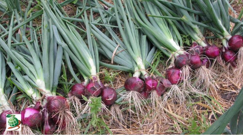 علت بیماری ریشه سرخی پیاز