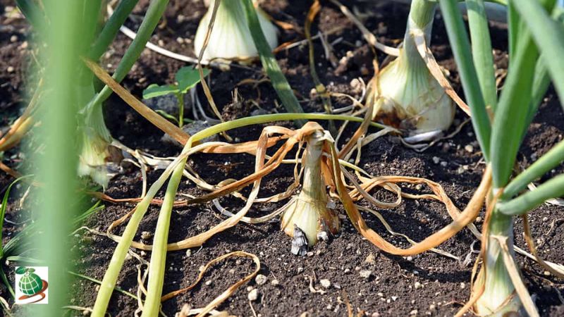 دلیل آفات و بیماری های پیاز