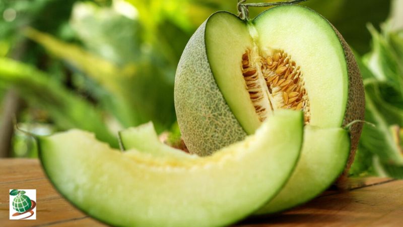 مقایسه بذر ملون، خربزه و طالبی 