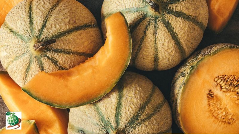 فرق بذر انواع ملون، خربزه و طالبی از نظر بازارپسندی