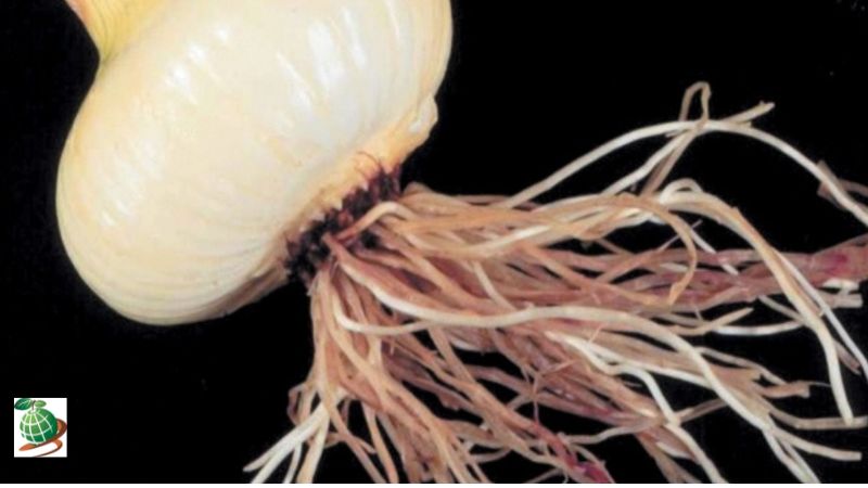 عوامل موثر بیماری Onion pink root