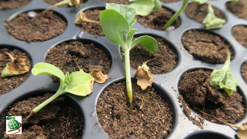 عوامل ایجاد بوته میری در خربزه