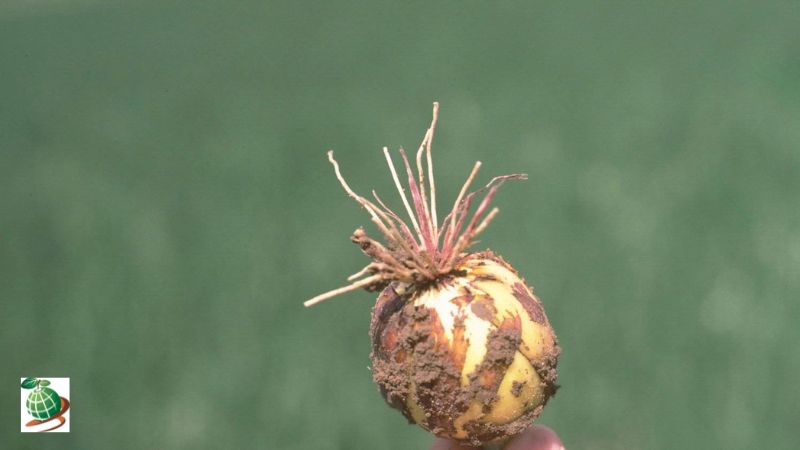 نحوه کنترل بیماری ریشه صورتی پیاز