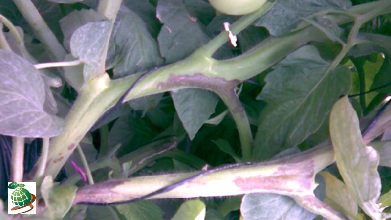 نحوه کنترل بیماری نکروز پیت گوجه فرنگی