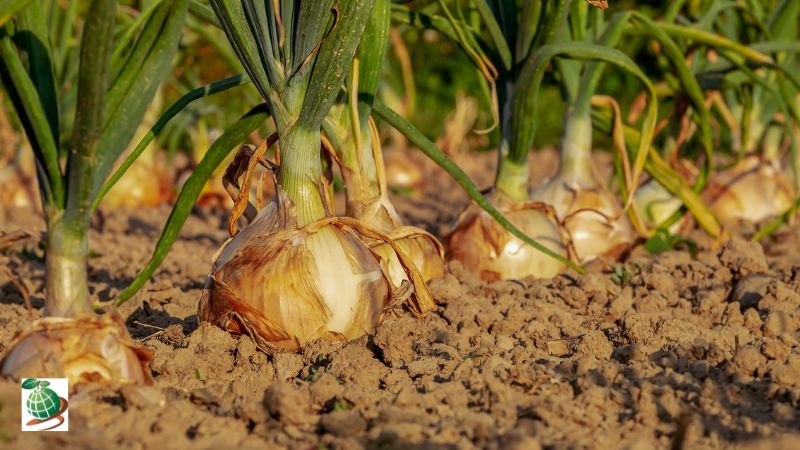 کنترل آفات و بیماری های پیاز