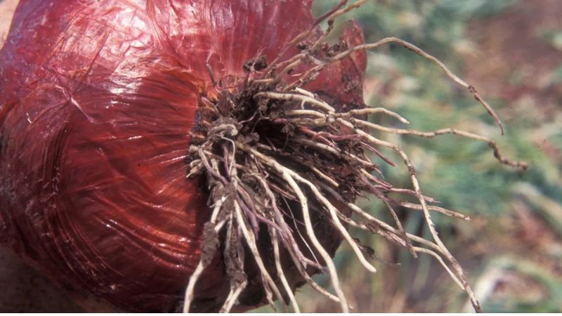 بیماری ریشه سرخی پیاز