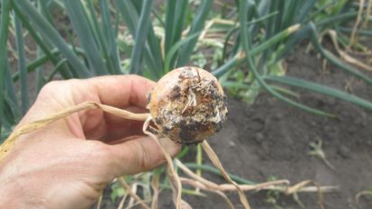 آفات و بیماری های پیاز