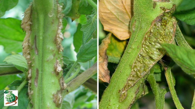 پیشگیری از بیماری نکروز پیت گوجه فرنگی