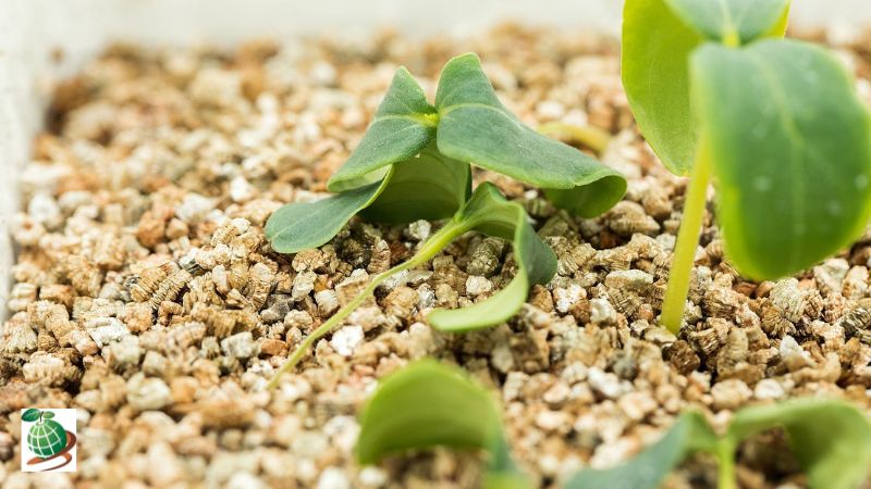 علائم بوته میری در خربزه