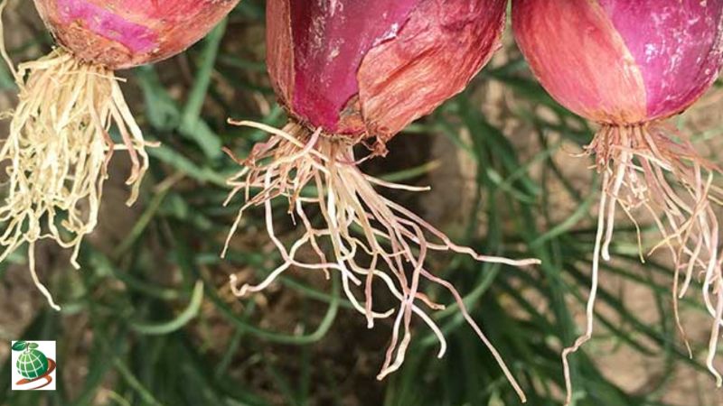 علائم بیماری ریشه سرخی پیاز