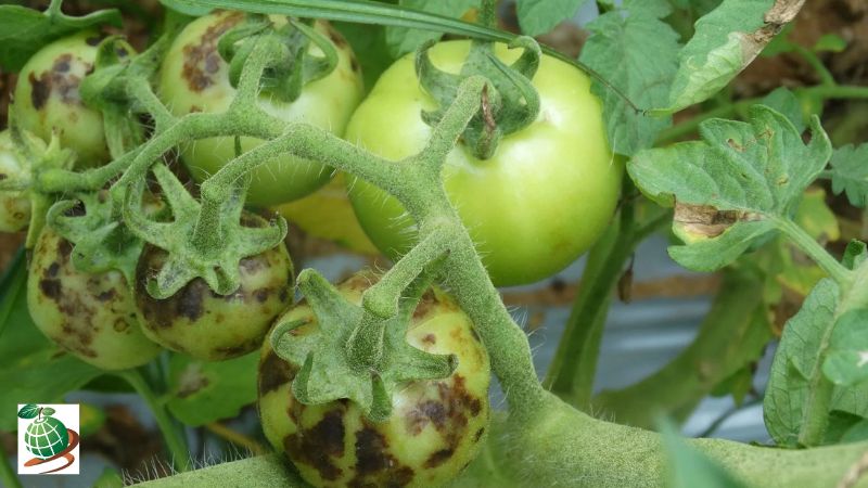 علائم بیماری نکروز پیت گوجه فرنگی