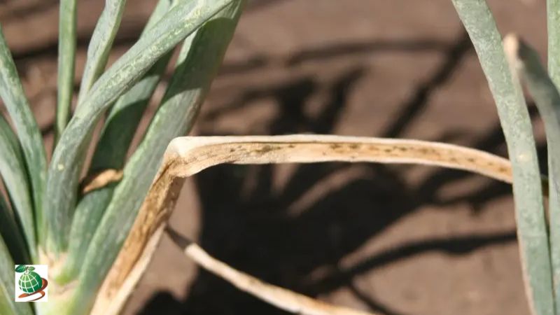 مهم ترین بیماری های پیاز