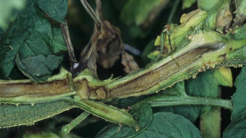 بیماری نکروز پیت گوجه فرنگی