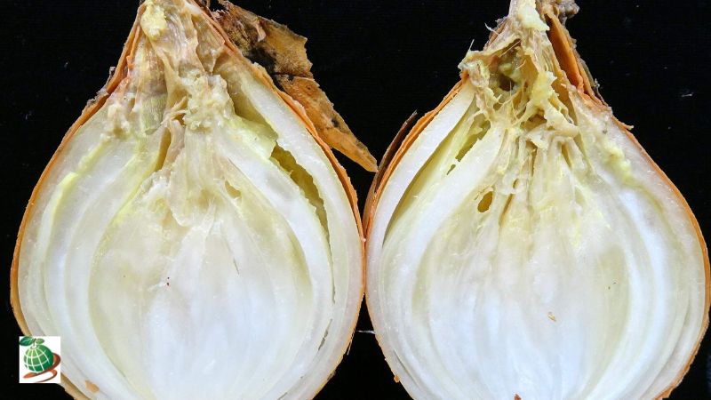 انواع بیماری پیاز