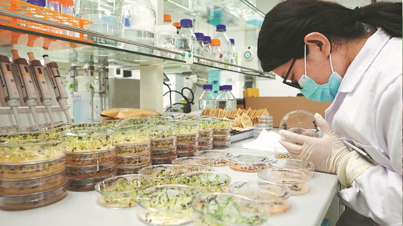 تشخیص بذر تقلبی