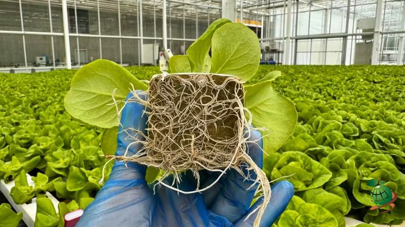 عوامل موثر بر تراکم کشت