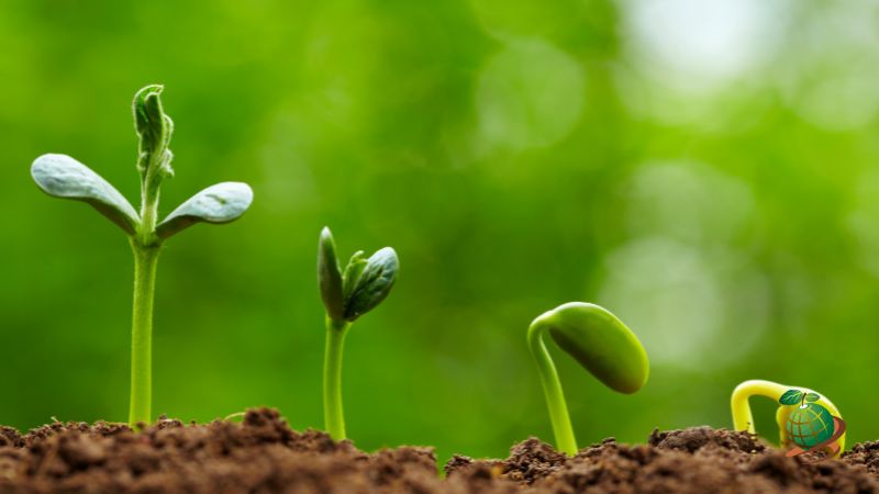 تقسیم بندی خواب بذرها