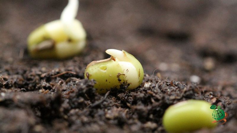 دوره خواب بذر