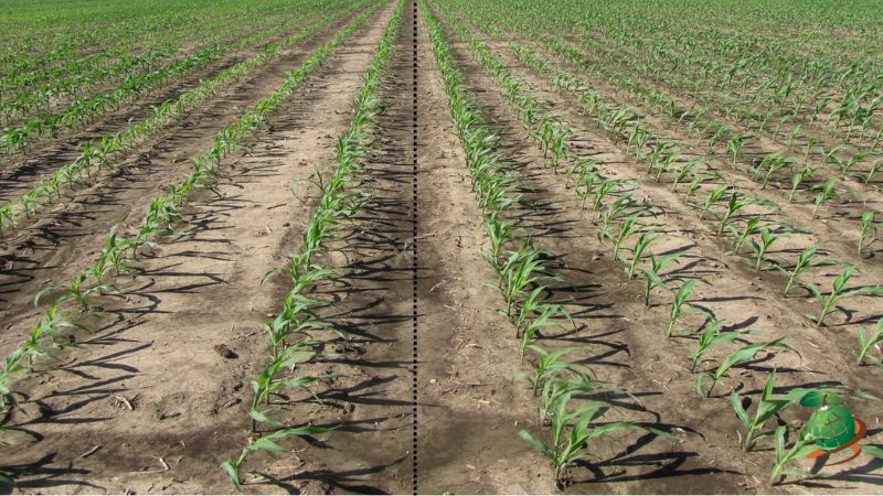 اهمیت رعایت تراکم کشت