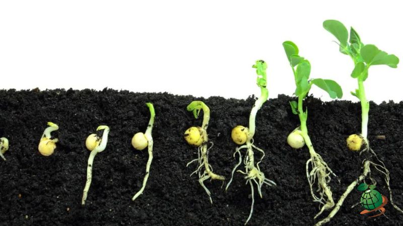 اهمیت خواب بذر