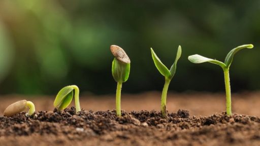 خواب بذر چگونه ایجاد می شود؟