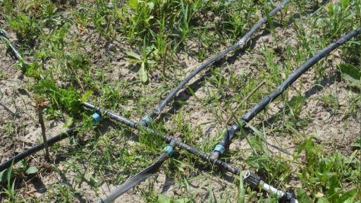 راهنما جامع آبیاری قطره ای برای صیفی جات