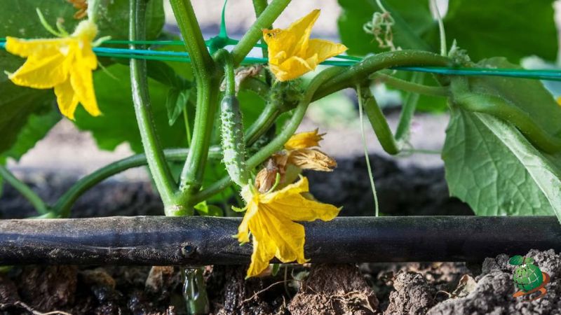 نحوه آبیاری قطره ای برای صیفی جات