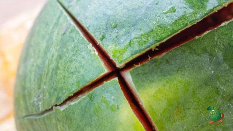 عوامل موثر برترک خوردن هندوانه