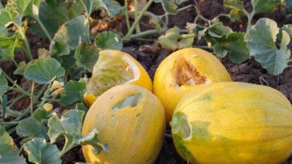 آفات و بیماری های خربزه، ملون و طالبی