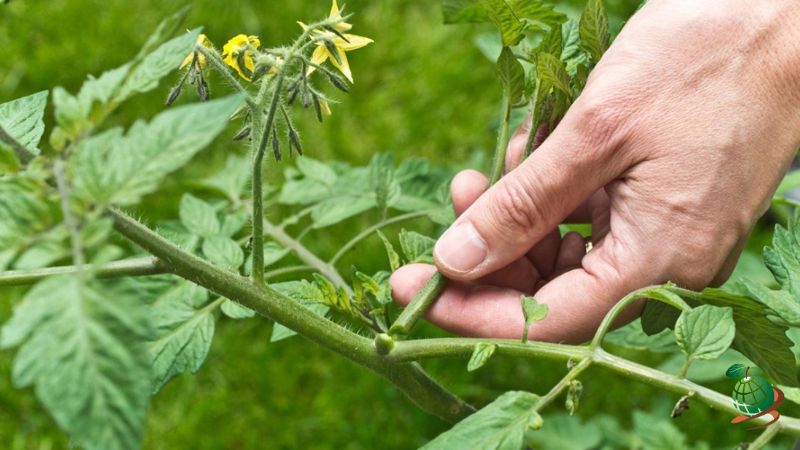 هرس گوجه فرنگی رونده