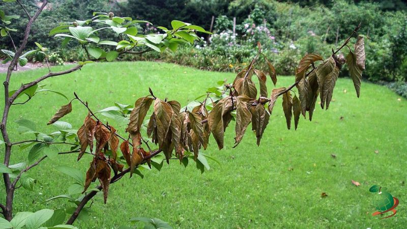 نور مورد نیاز گیاهان در تابستان برای جلوگیری از گرمازدگی