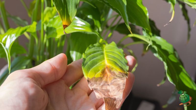جلوگیری از گرمازدگی گیاهان