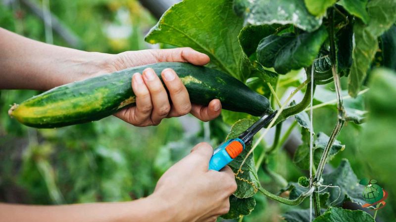 هرس گل یا میوه بوته خیار
