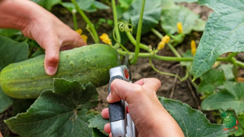 هرس خیار در فضای باز