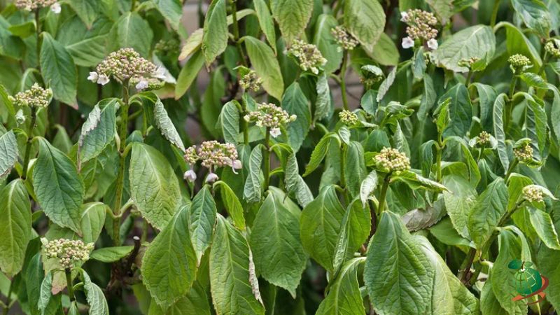 نشانه ‌های گرمازدگی در گیاهان