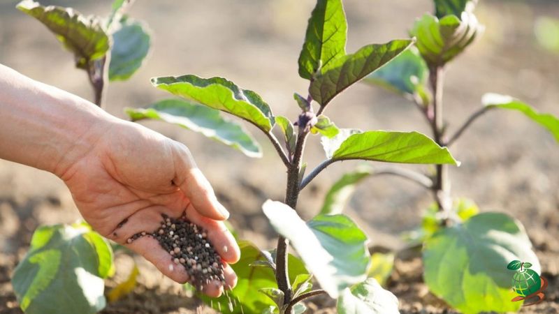 کود مناسب برای افزایش باردهی بادمجان