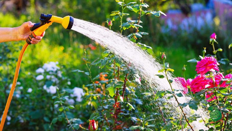 بهترین روش آبیاری بذر در تابستان