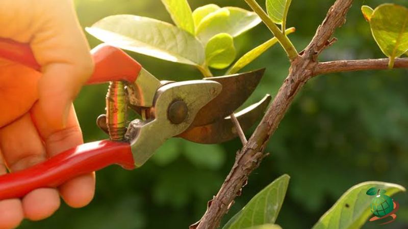 بهترین زمان برای هرس گیاه