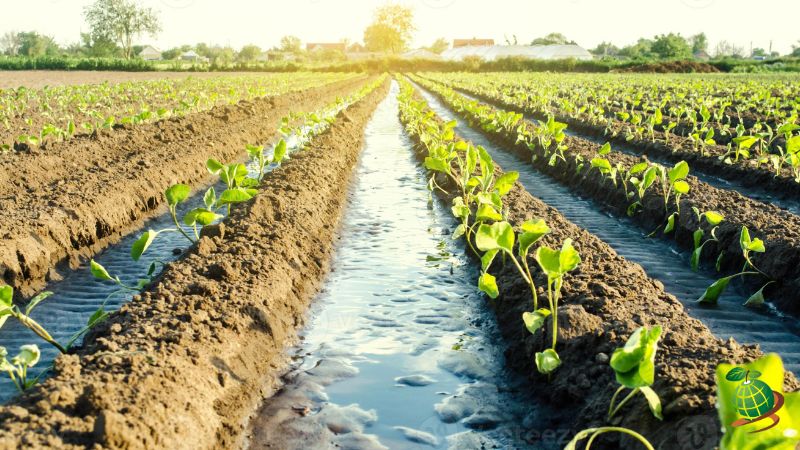 آبیاری بادمجان در گلخانه و فضای باز