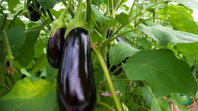 آبیاری بادمجان در مراحل مختلف رشد