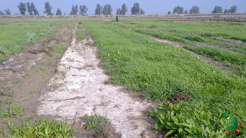 زهکشی نامناسب علت شوری خاک 